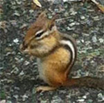 Chipmunk